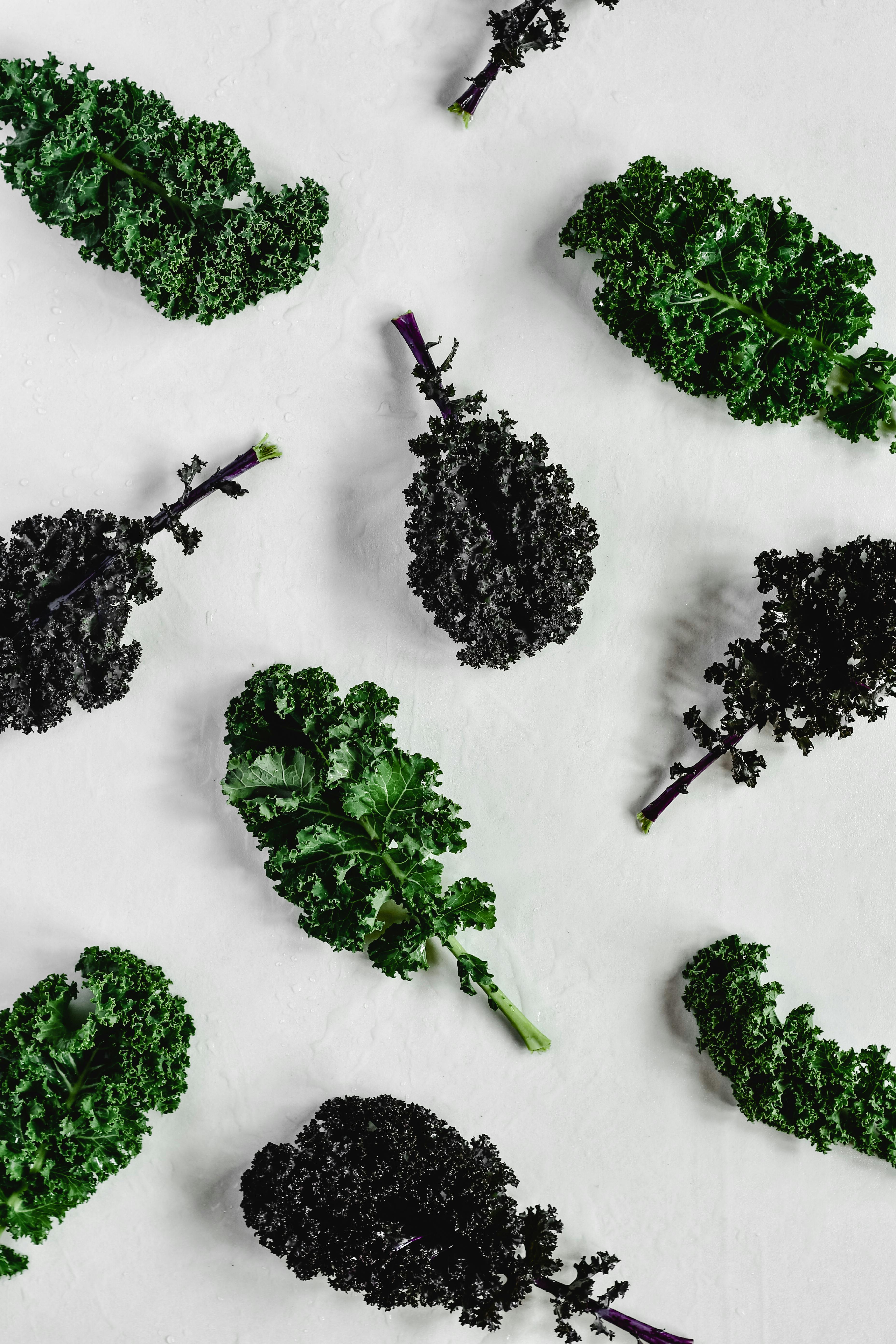 Effective Ways to Choose Between Carnivore and Keto Diets in 2025