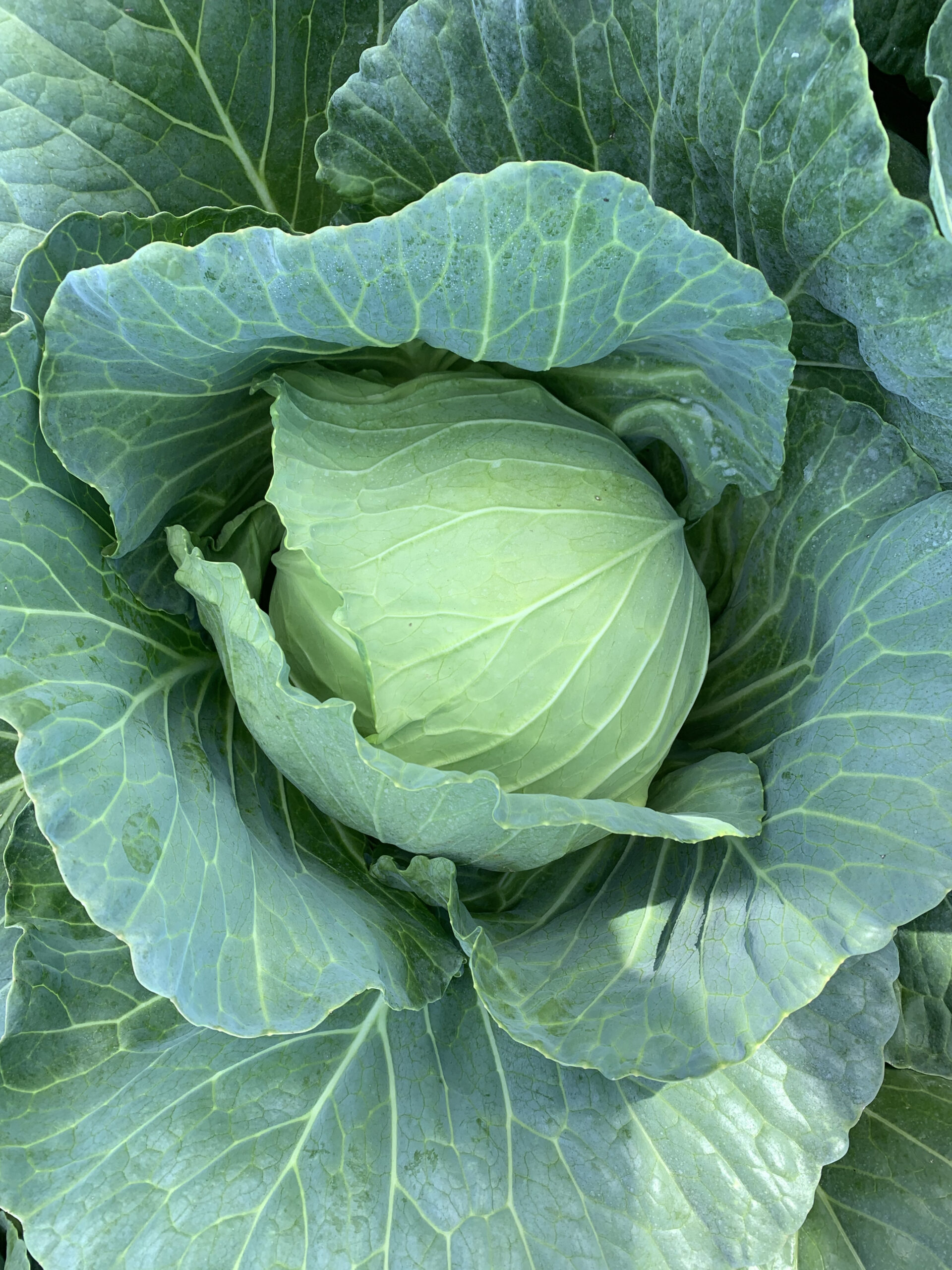 Effective Ways to Enjoy Cabbage on Keto Diet for Maximum Benefits in 2025