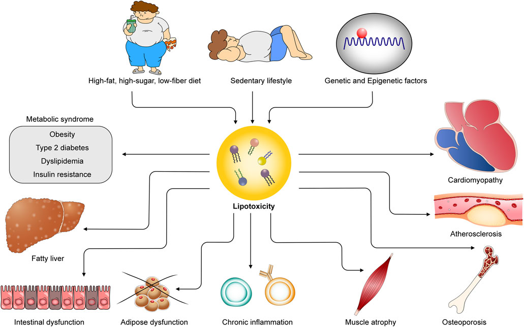 Effective Ways to Enhance Ketogenesis: Achieve Better Results in 2025