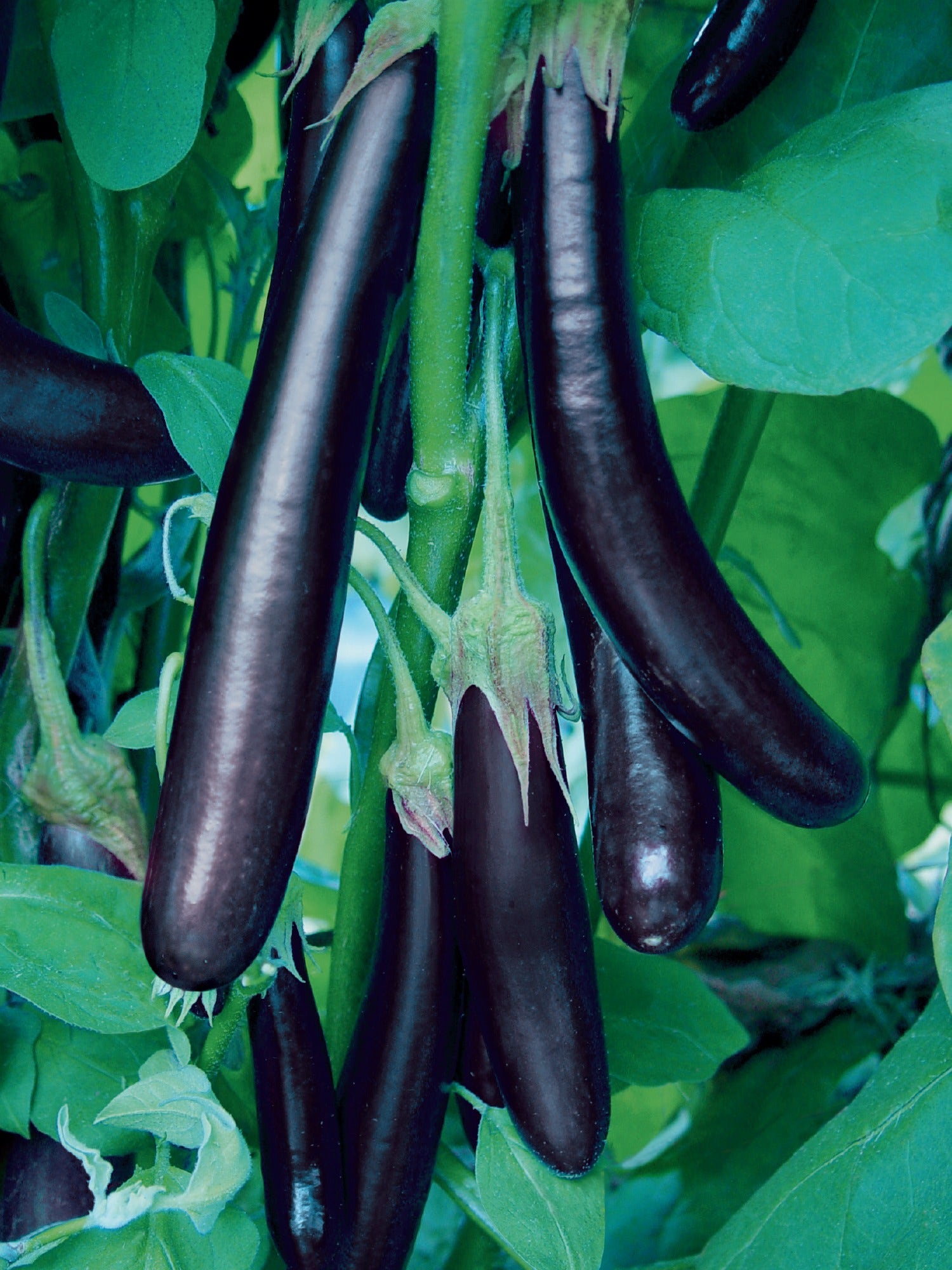 **Top 5 Reasons Why Eggplant is an Essential Keto-Friendly Vegetable in 2025**